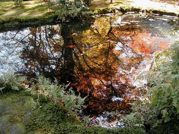 池に映った紅葉