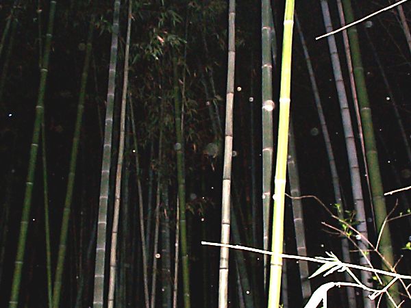 竹藪の中に浮かぶたまゆら