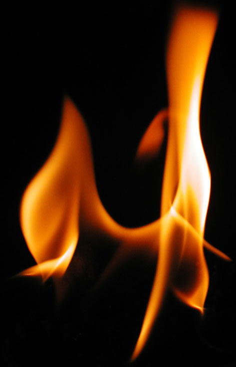 炎の美術館「不思議な生物」