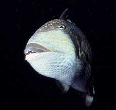 �Њd����S�}�����K��